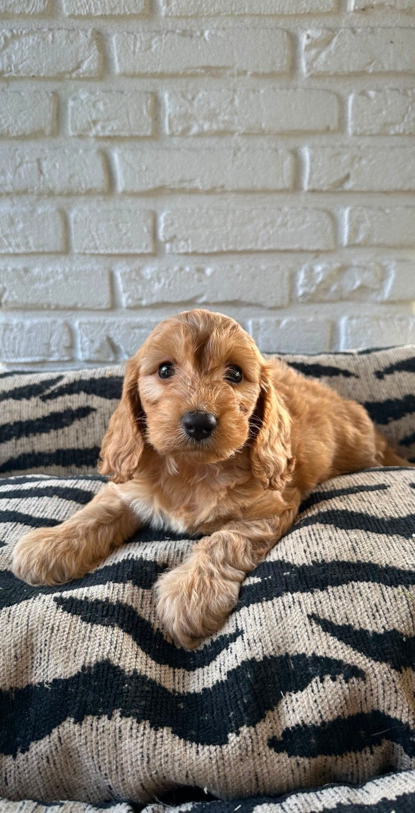 Prachtige Cockapoo puppies, Dieren en Toebehoren, Nederland, Overige rassen, 8 tot 15 weken, Meerdere
