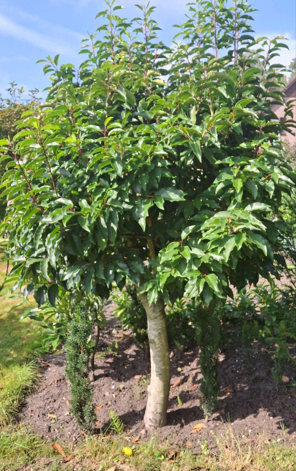 Portugese laurier op stam - Prunus lusitanica Angustifolia, Tuin en Terras, Bloeit niet, Halfschaduw, 100 tot 250 cm, Ophalen