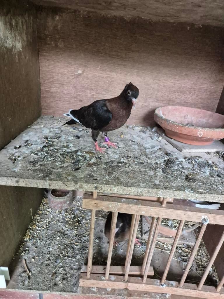 Sierduiven,Vinkduiven, Dieren en Toebehoren, Meerdere dieren, Overige soorten