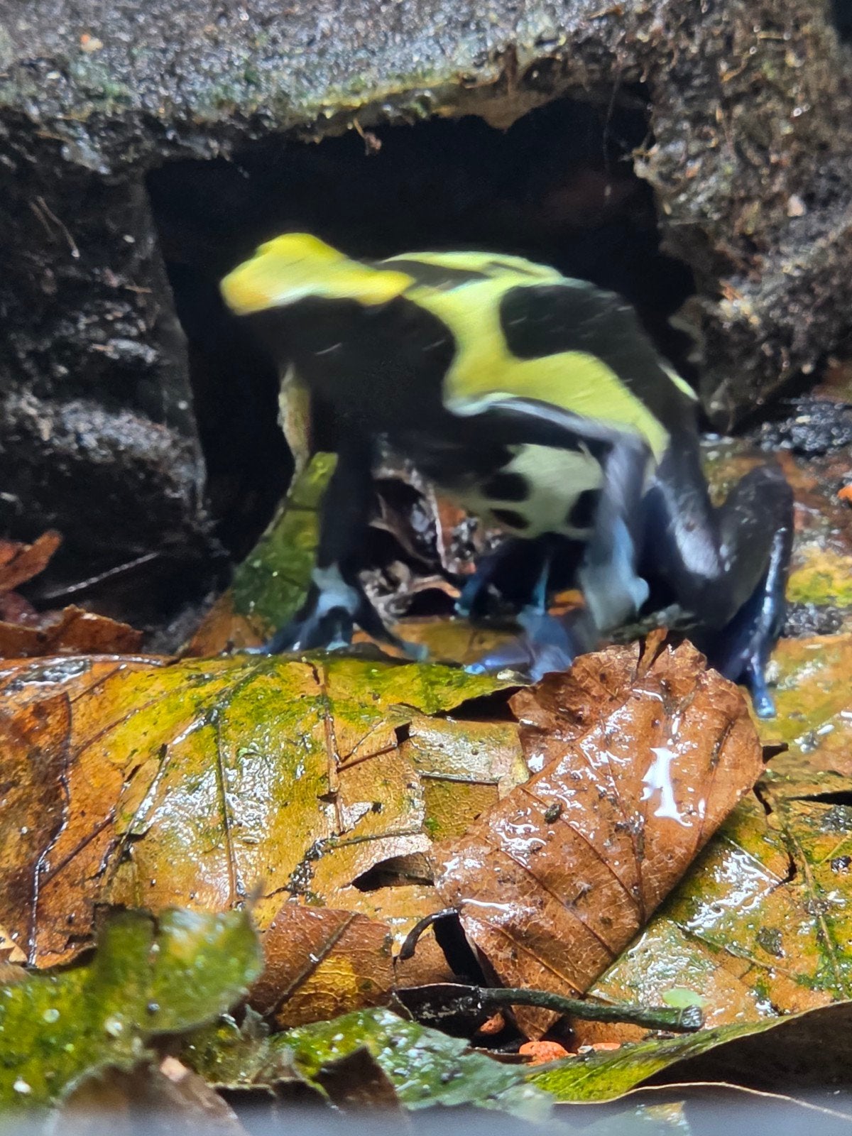 dendrobates tinctorius nikita Frog photo 3
