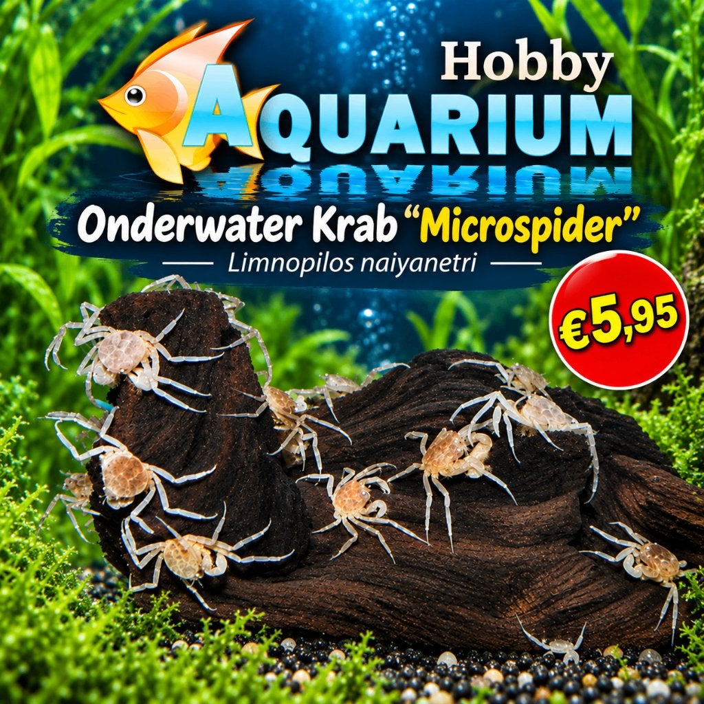 Onderwater Krab"Microspider"-Limnopilos naiyanetri-Microkrab, Kreeft, Krab of Garnaal, Zoetwatervis