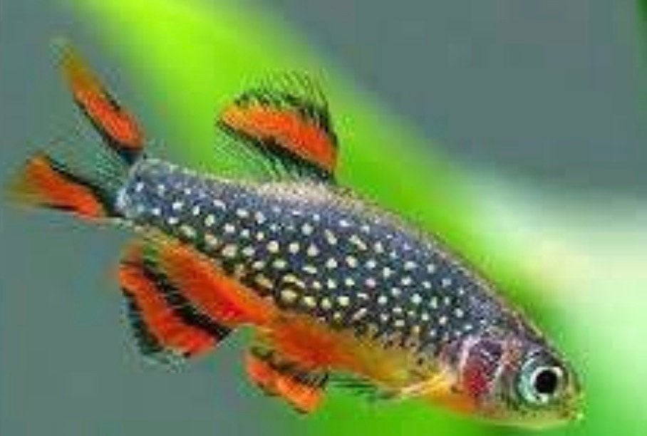 Gezocht: neon tetra - corydoras - rasbora galaxy - garnalen, Vis