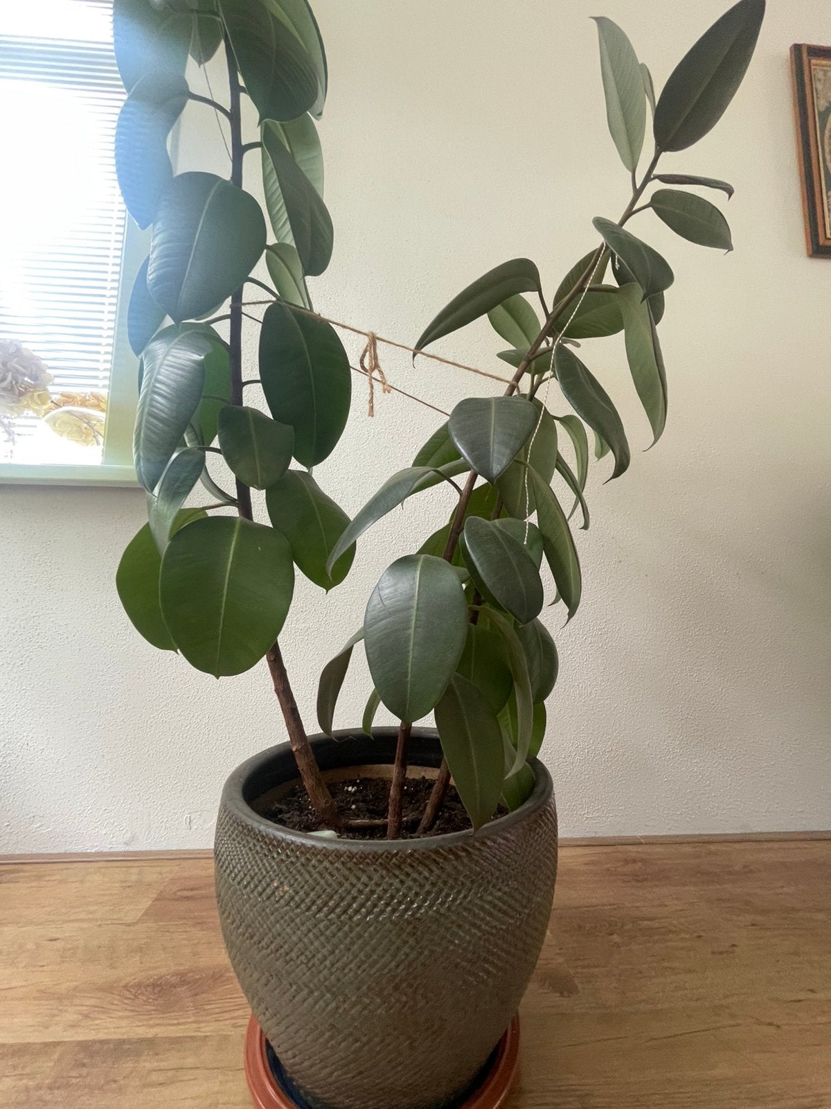 Plantenpot mer gratis plant, Ophalen, Halfschaduw, Minder dan 100 cm