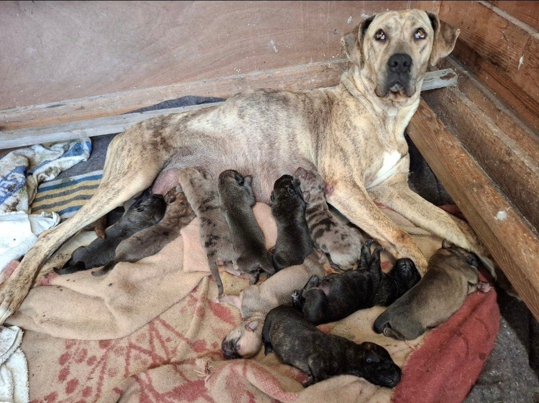 hele mooie gezonde pups!, 8 tot 15 weken, Meerdere, Meerdere dieren, Nederland