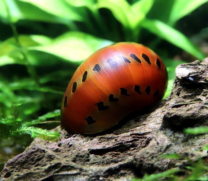 Neritina red spotted, Dieren en Toebehoren, Vissen | Aquariumvissen, Slak of Weekdier