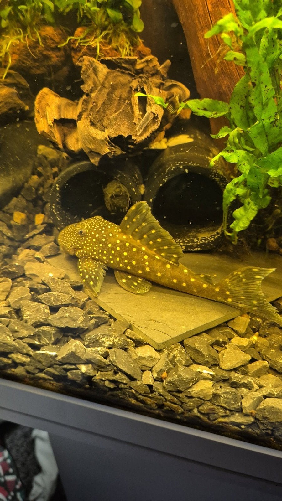 2 stkuks L128 Blue Phantom Pleco koppel, Vis