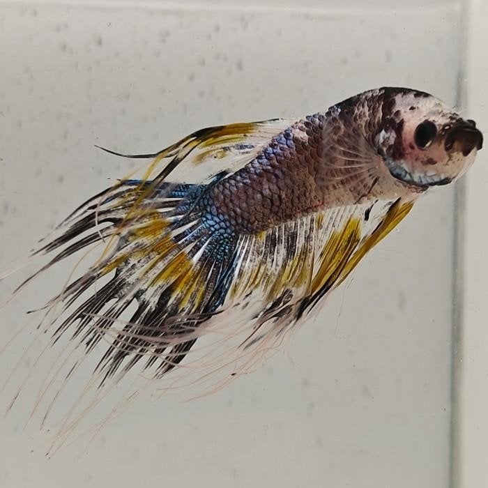 betta splendens man 22, Vis
