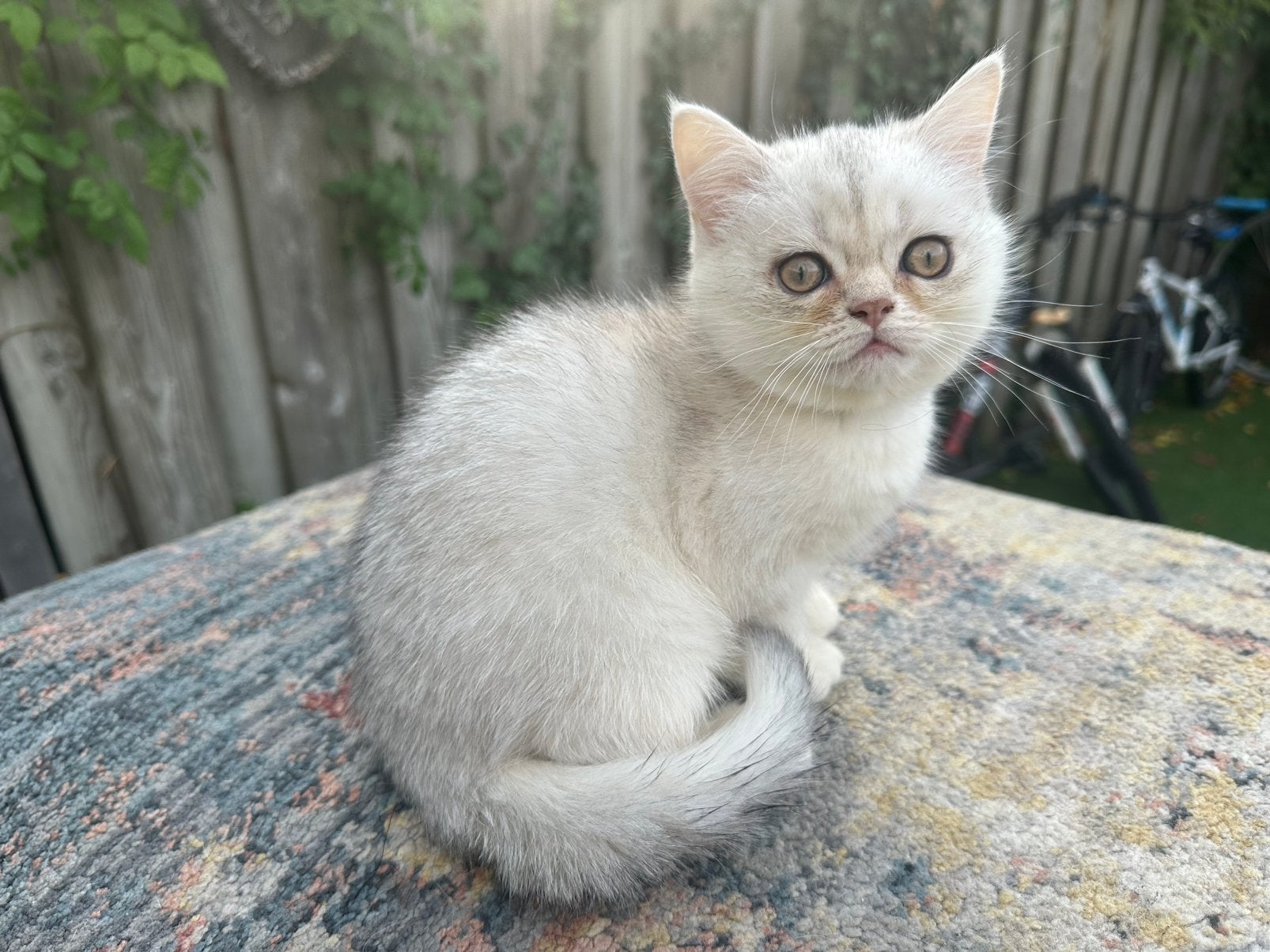 Prachtig Brits Korthaar katertje, Kater, Kortharig, 0 tot 2 jaar