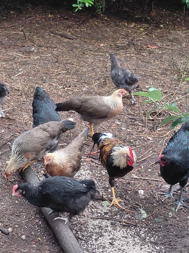 Te koop leghorn patrijs, Meerdere dieren, Kip