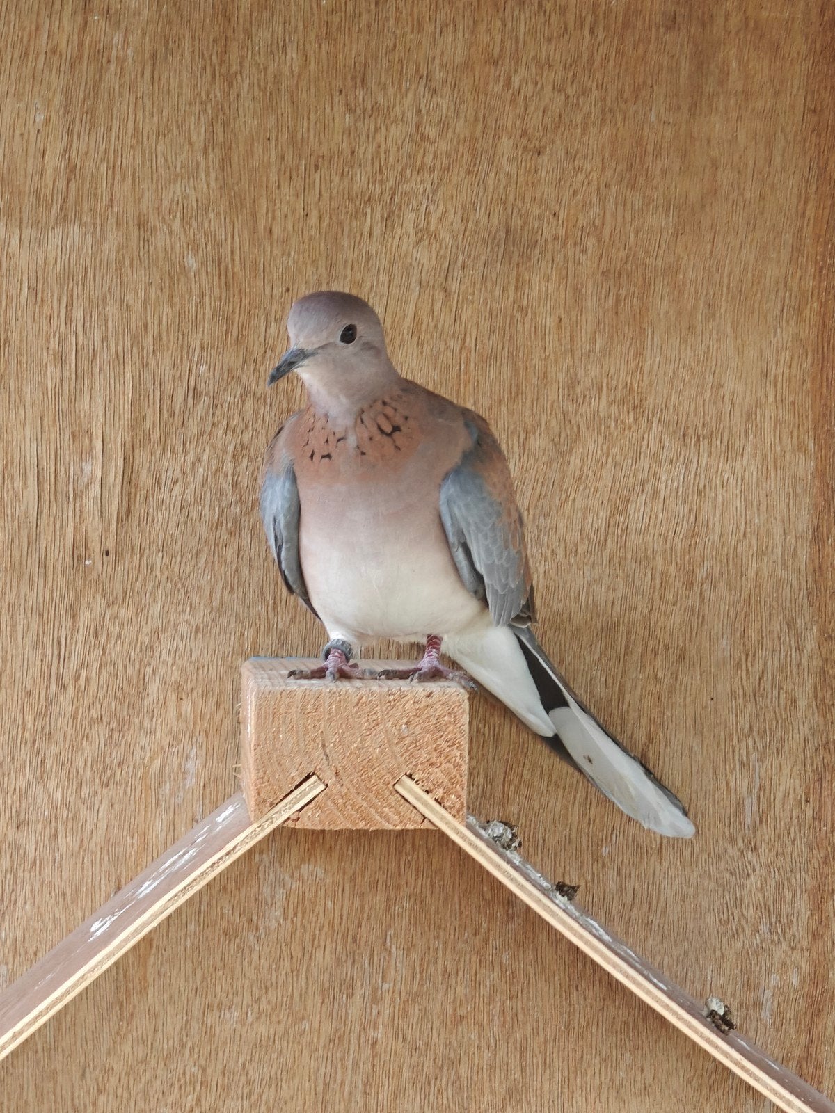 Palmtortel - Senegaltortel jonge vogels, Geslacht onbekend, Tortelduif