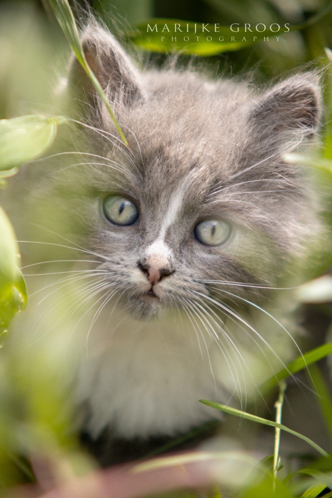 2 prachtige en lieve ragdoll katertjes, Dieren en Toebehoren, Katten en Kittens | Raskatten | Langhaar, Kater, Ontwormd, 0 tot 2 jaar