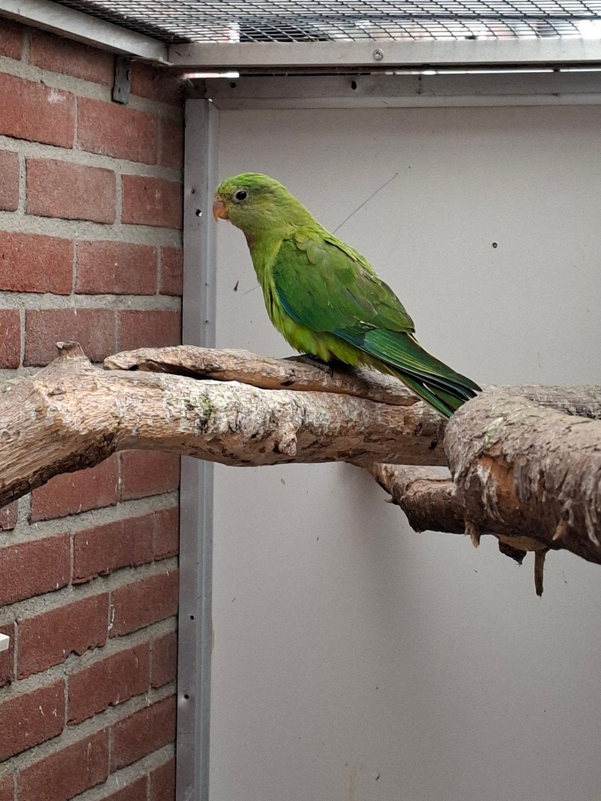 jonge Barraband man, Dieren en Toebehoren