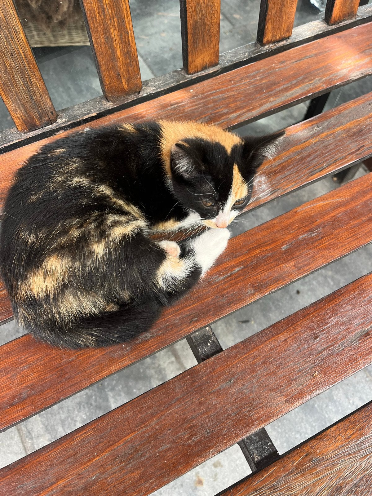 Lapjes poesje kitten, Poes