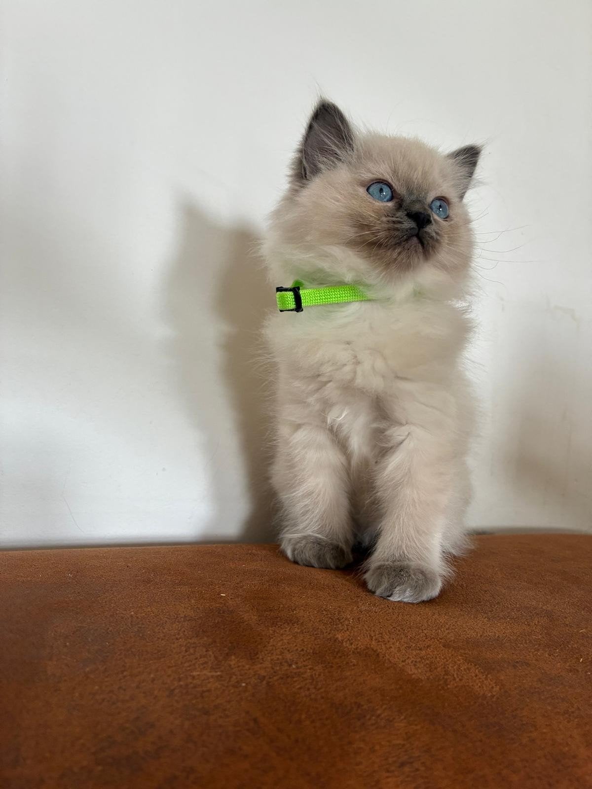 5 lieve, mooie ragdoll kittens, Poes, Gechipt, 0 tot 2 jaar