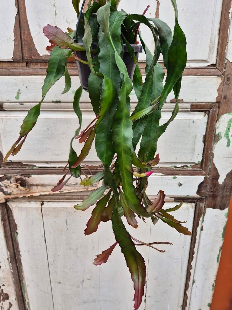 Epiphyllum Leon Herick p14, Huis en Inrichting, Kamerplanten, Minder dan 100 cm, Halfschaduw, Ophalen of Verzenden