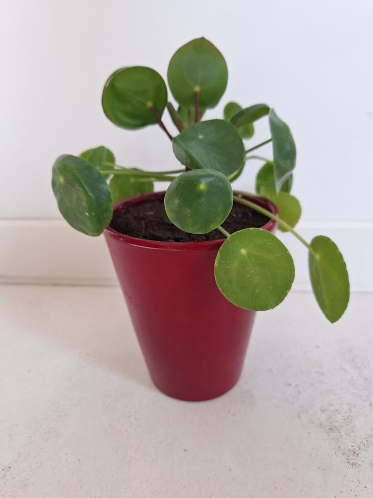 Pannenkoekenplant (Pilea Peperomioides) in rode pot, In pot, Minder dan 100 cm, Groene kamerplant, Halfschaduw