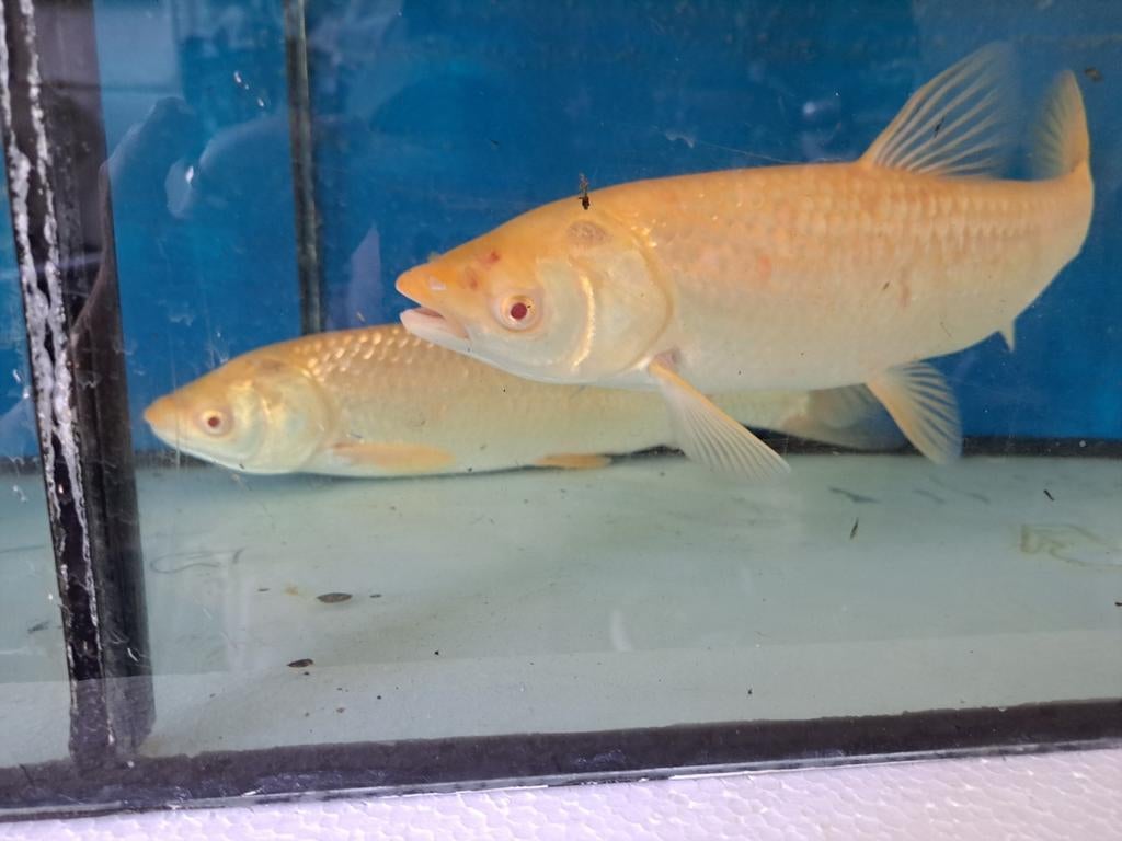 2 graskarpers., Karper of Koi