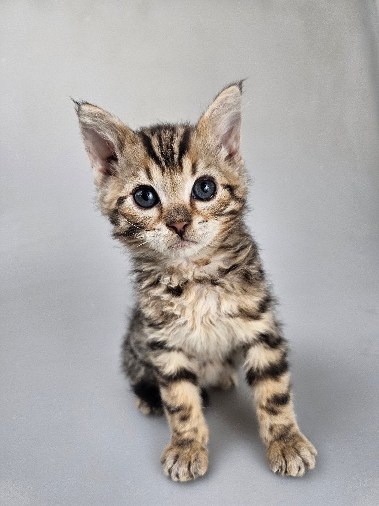 Rex Poesjes Tabby kittens gevaccineerd gechipt, Poes, Kortharig, 0 tot 2 jaar
