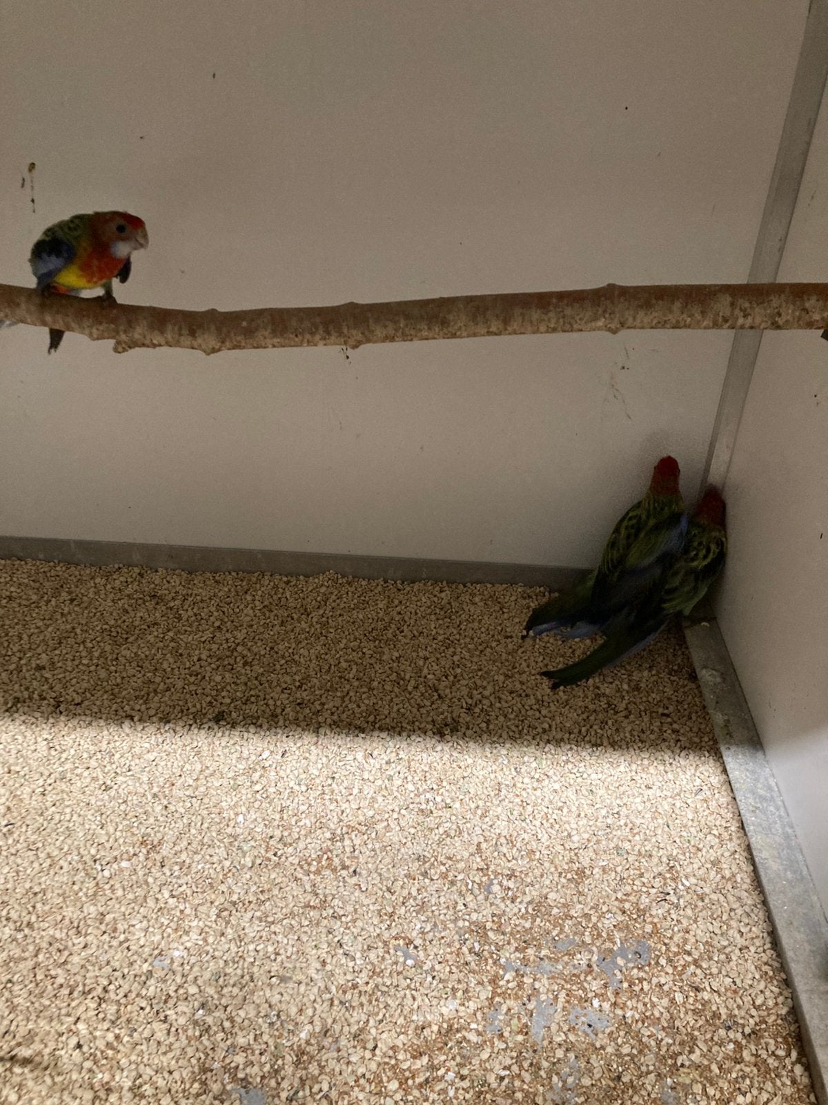 Prachtrosella’s, Meerdere dieren, Parkiet