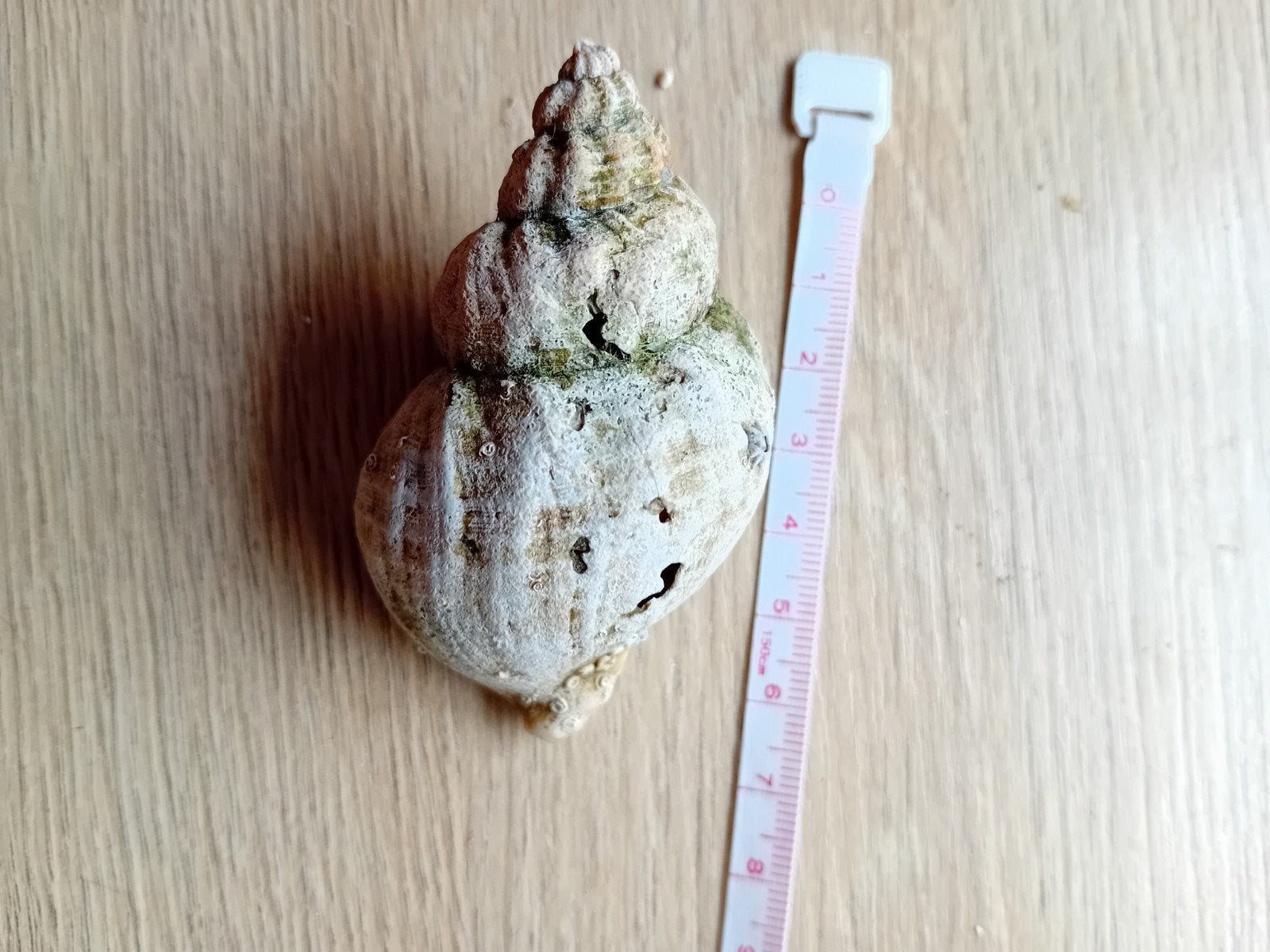 Alikruik schelp 7 cm, Ophalen of Verzenden, Gebruikt