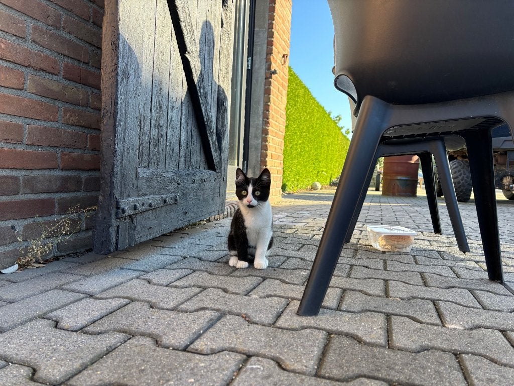 JONGE POEZEN, POES, POESJE, KITTENS TE KOOP, Poes, Ontwormd, 0 tot 2 jaar