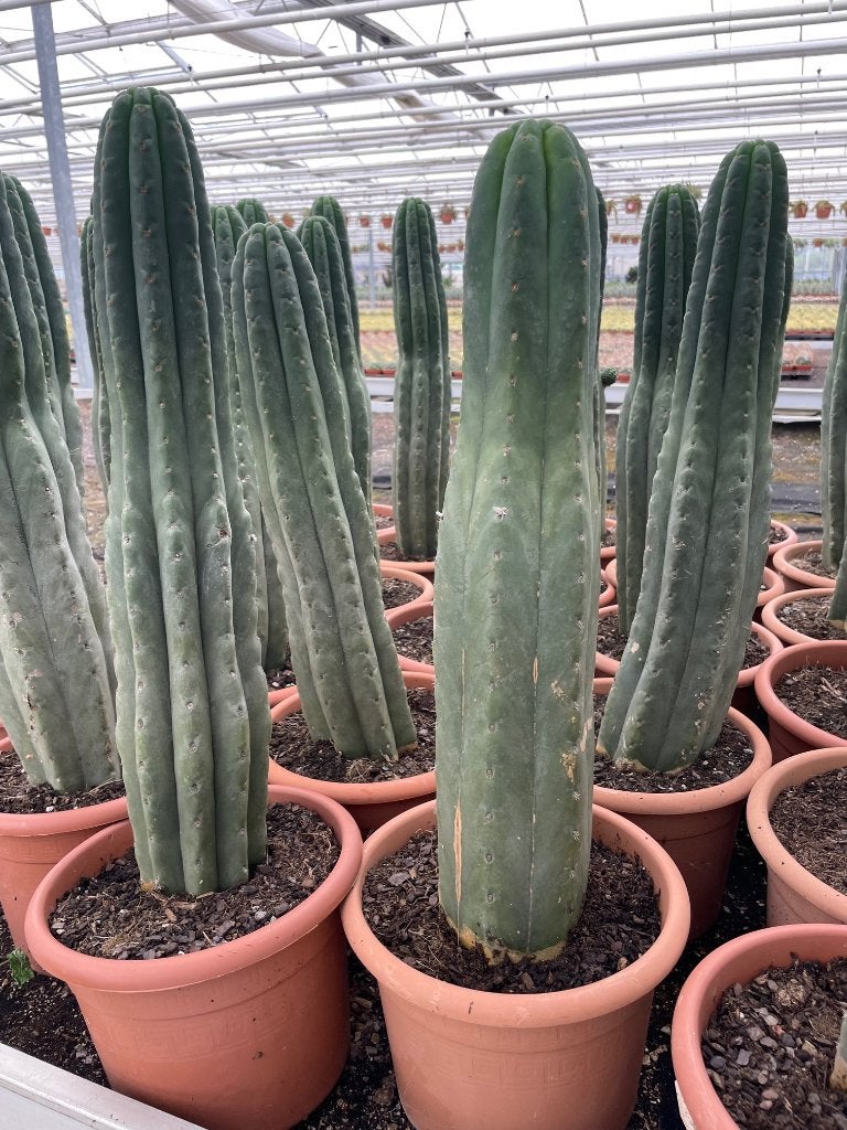 Cactus Tricocereus Pachanoi (San Pedro) 23cm pot 65-70 hoog, Ophalen of Verzenden, Minder dan 100 cm, Bloeiende kamerplant, Volle zon