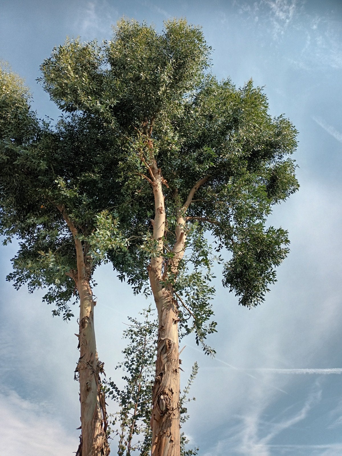 Mooie verse eucalyptus takken  op is op, herfst, workshop., Tuin en Terras, Volle zon, Bloeit niet, Minder dan 100 cm, Overige soorten