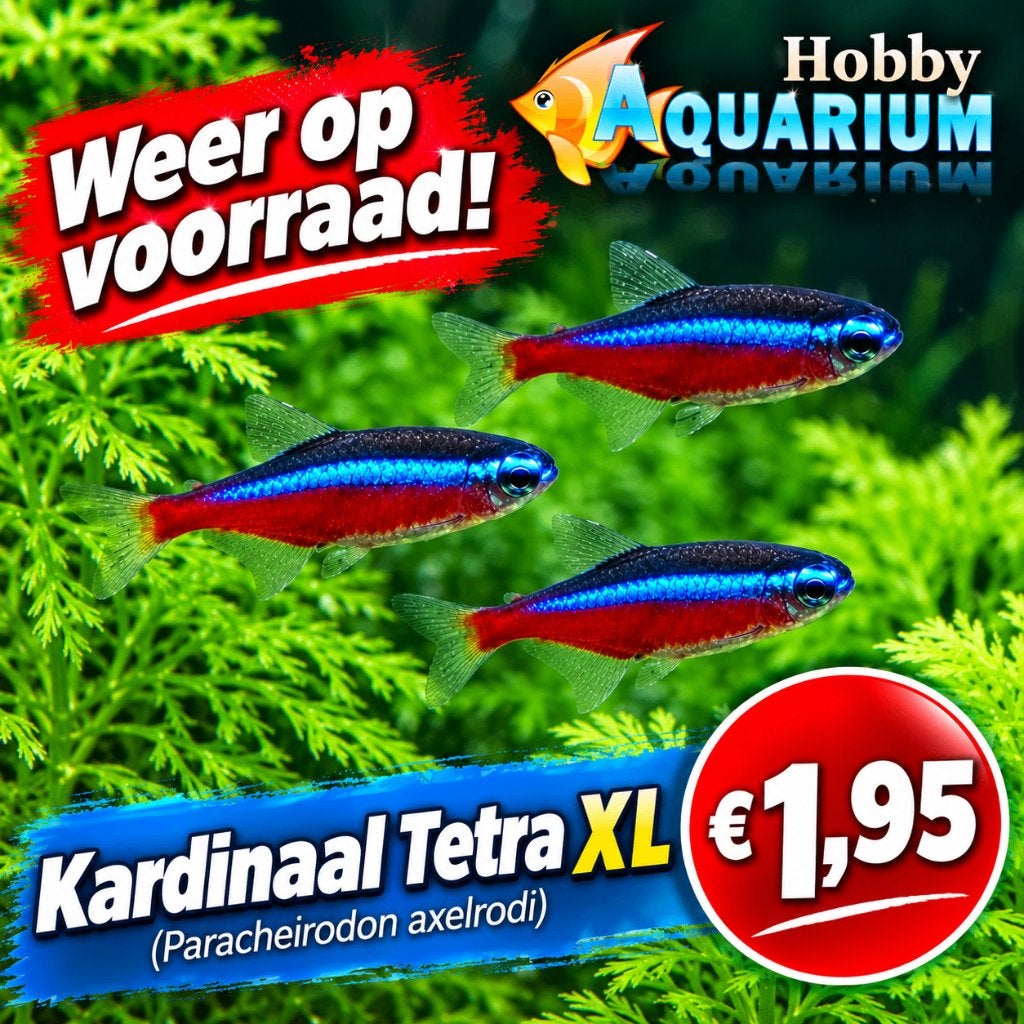 Hobbyaquarium weer op voorraad onze  Kardinaal tetra xl, Vis, Zoetwatervis, Schoolvis