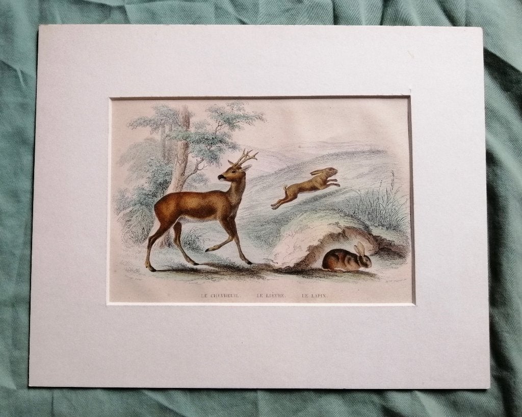 Franse staalgravure van ca. 1850 - Hert Haas en Konijn, Antiek en Kunst, Handgekleurd, 1800 - 1899, Ophalen of Verzenden, Gravure