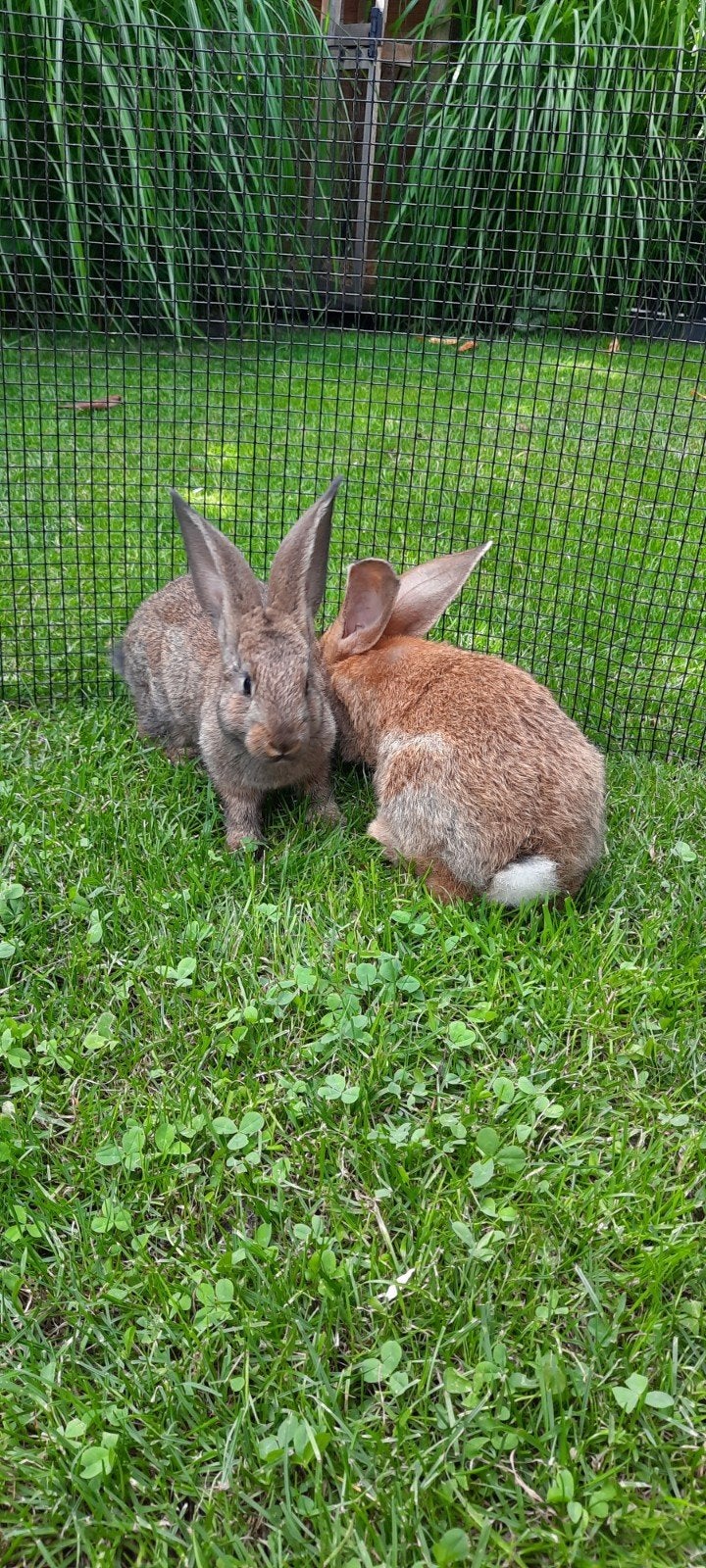 Mooie, gezonde, jonge Vlaamse reus ram te koop, Dieren en Toebehoren, Konijnen, Mannelijk, Groot
