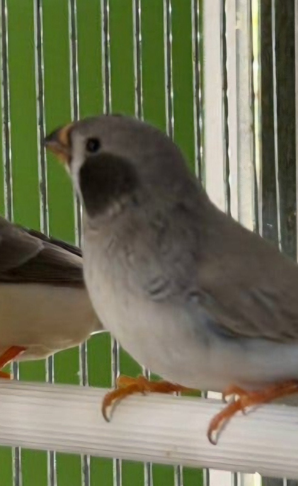 zwartwang zebravink pop te koop gevraagd, Dieren en Toebehoren, Vogels | Overige Vogels, Vrouwelijk