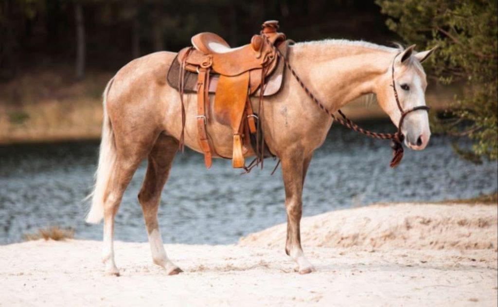Prachtige 7 jarige kruising merrie, Dieren en Toebehoren, Paarden, Merrie, Recreatiepaard, Ontwormd