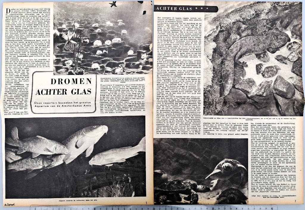 Amsterdam1949; Dromen achter glas; Het aquarium van Artis, Verzenden, 1940 tot 1960, Gebruikt, Dier