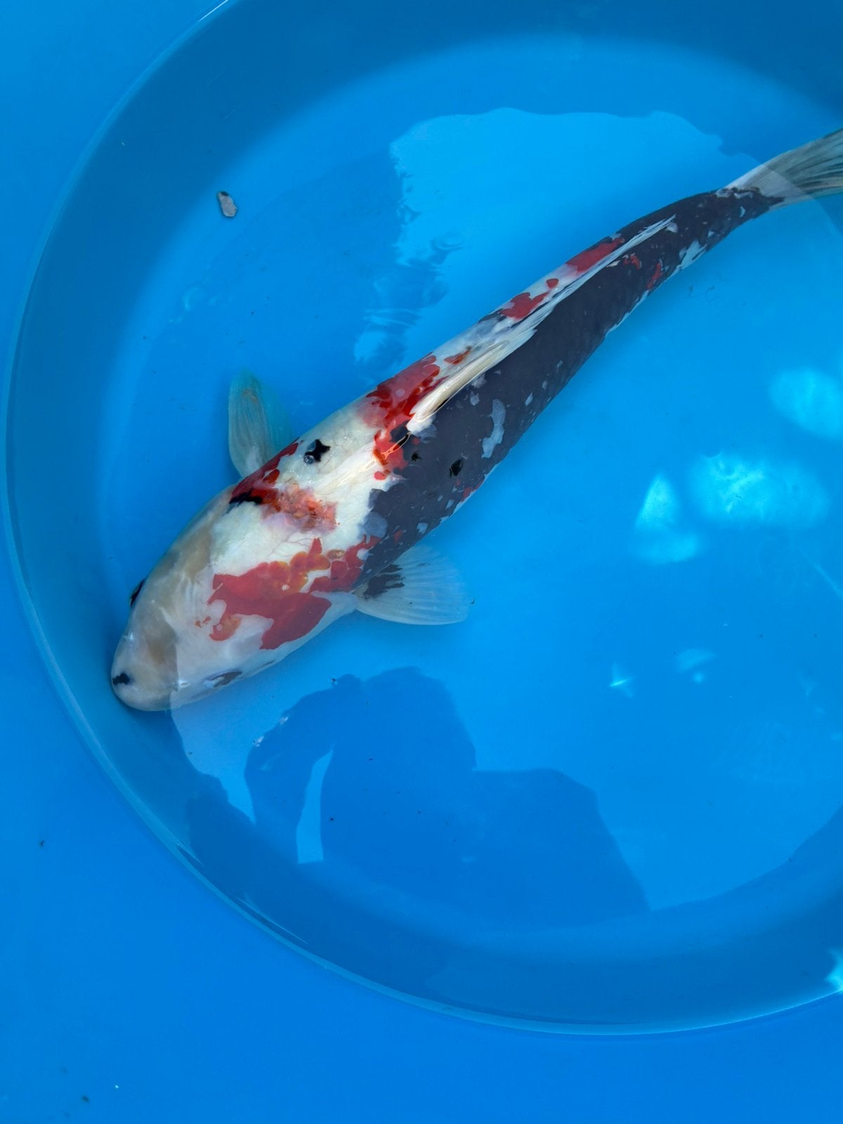 Koi, Dieren en Toebehoren, Vissen | Vijvervissen, Karper of Koi