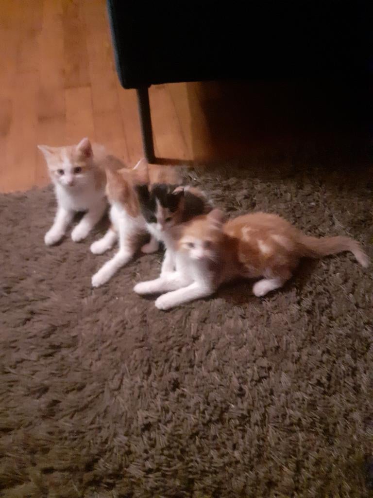 4 kittens, Dieren en Toebehoren, Katten en Kittens | Overige Katten, Kortharig, Meerdere dieren, 0 tot 2 jaar