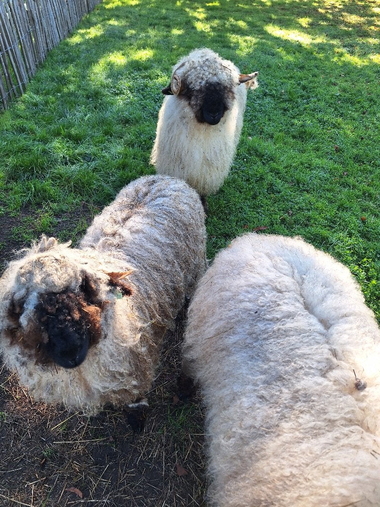 Schaap scheerder, Vrouwelijk, Schaap, 0 tot 2 jaar