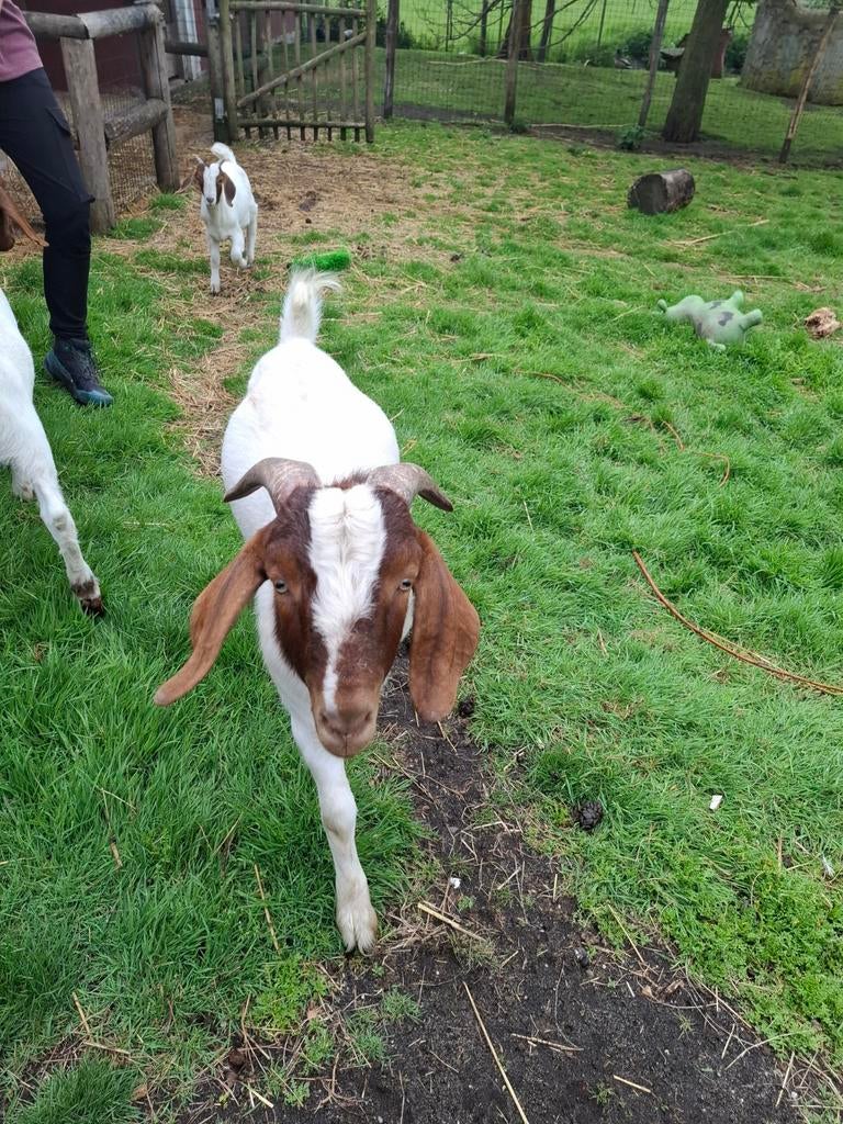 Boerbok, Dieren en Toebehoren, Schapen, Geiten en Varkens, Mannelijk, Geit