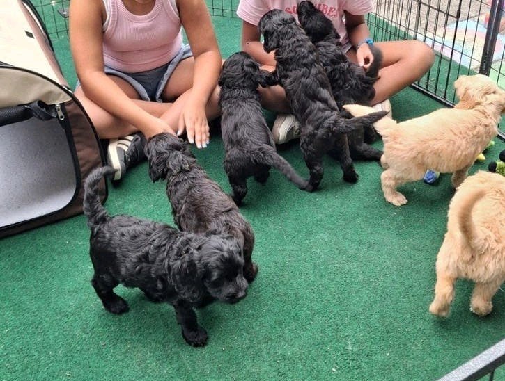Laatste labradoodle f1b pups zoeken een liefdevol thuis, Dieren en Toebehoren, Overige rassen, 8 tot 15 weken, Meerdere, Meerdere dieren