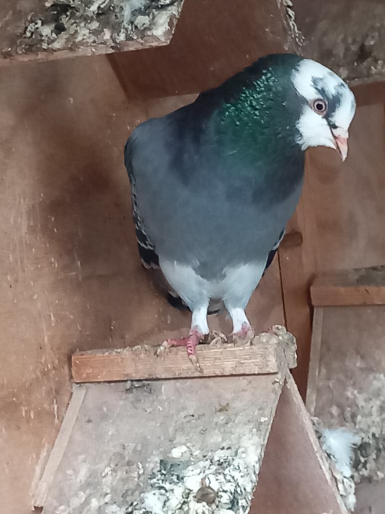 Takla x hoogvlieger zuiver en kruising, Meerdere dieren, Tuimelaar of Roller