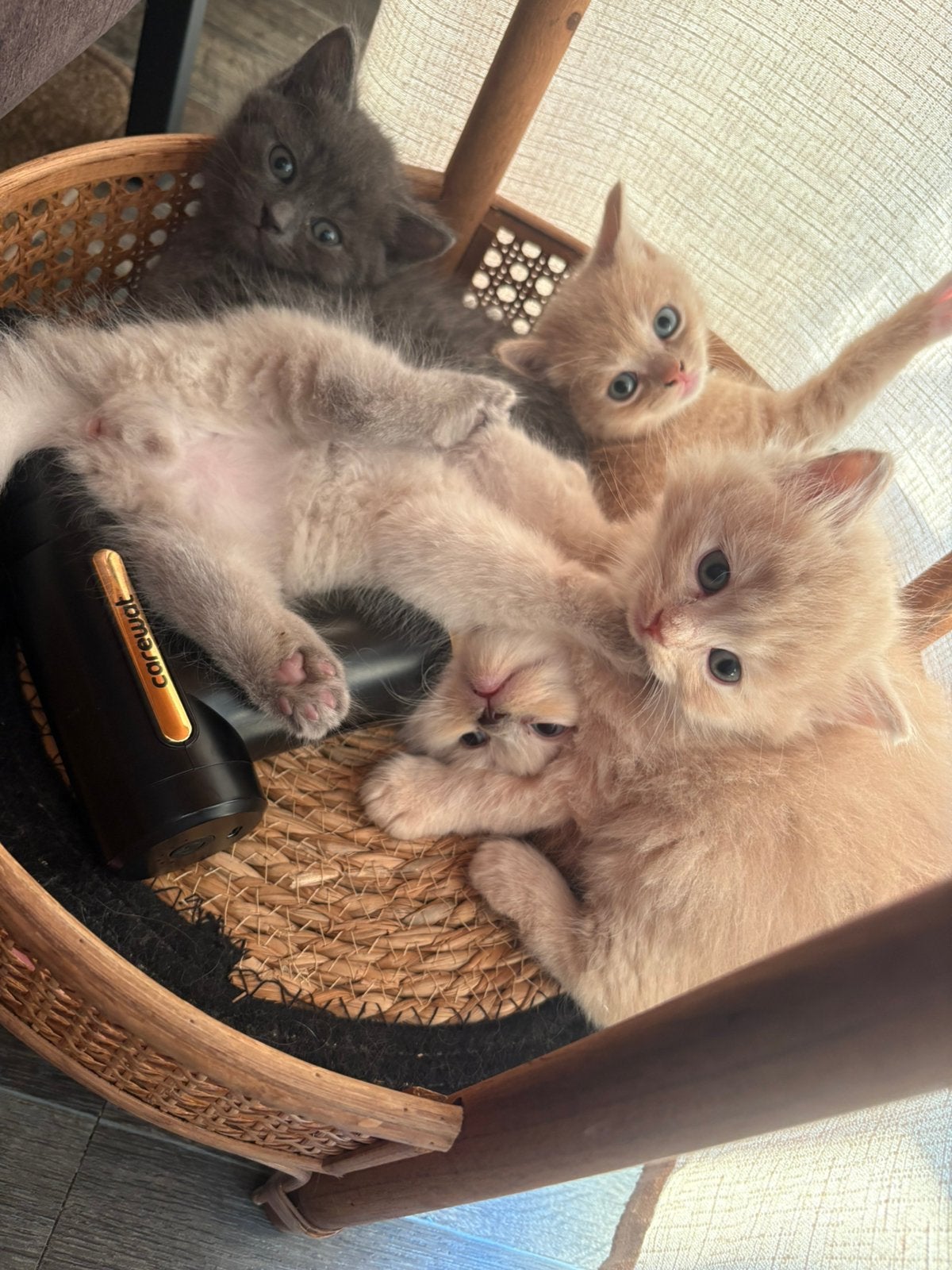 Kittens, Meerdere dieren, Ontwormd