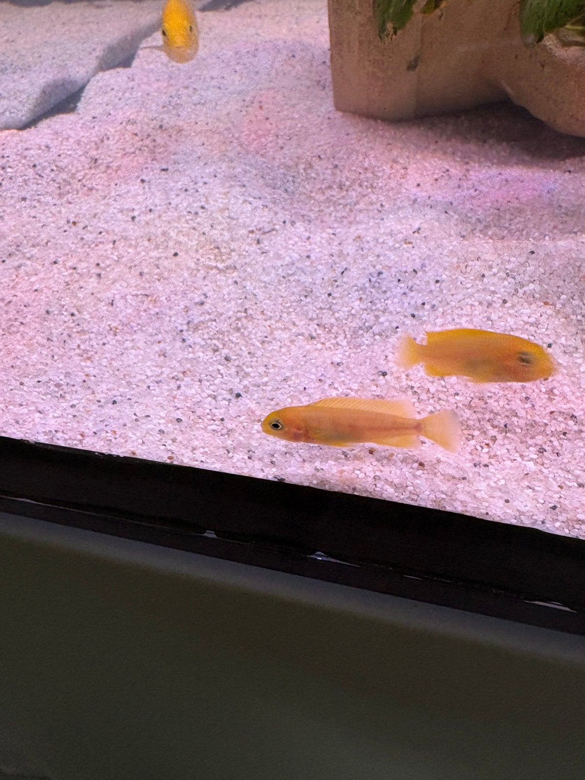 Cichliden saulosi, Vis, Zoetwatervis, Schoolvis