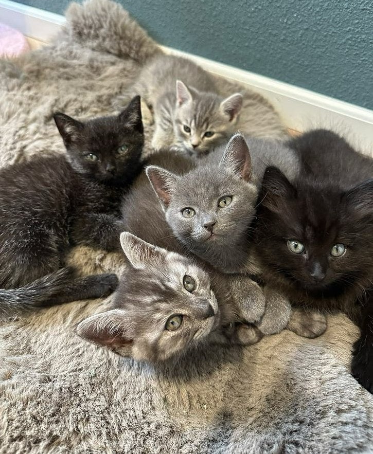 Ragdoll blue point /Britse korthaar kittens zoeken een thuis, Dieren en Toebehoren, Meerdere dieren, Ontwormd, 0 tot 2 jaar