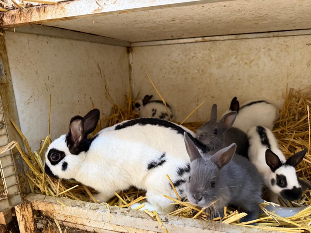 Dwergvlinder met 5 jongen, Dieren en Toebehoren, Konijnen, Meerdere dieren, Dwerg
