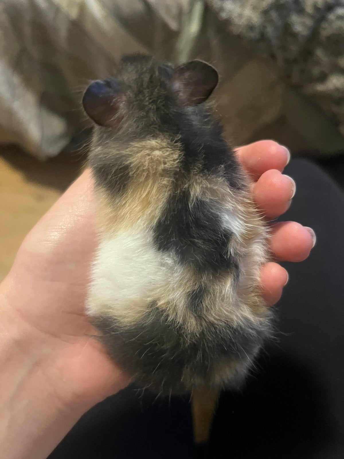 Lief 3 kleur goudhamster langhaar vrouwtje., Dieren en Toebehoren, Hamster, Augustus, Vrouwelijk, Tam