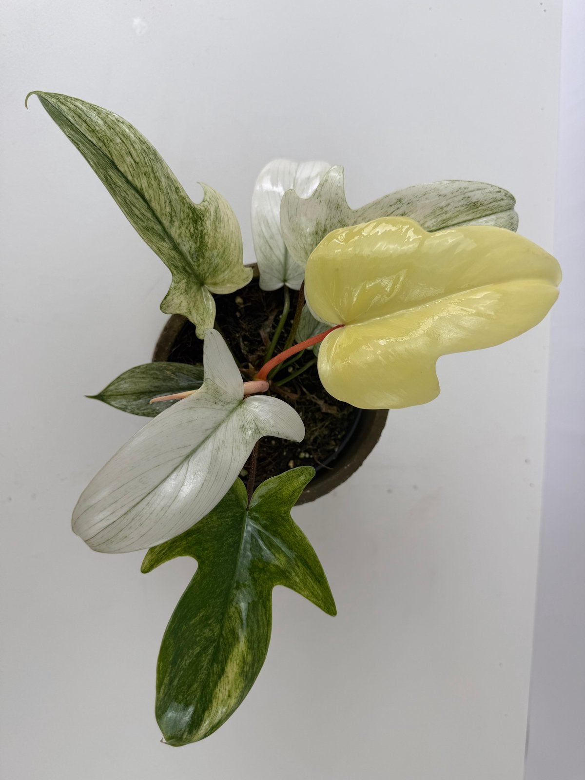 Philodendron Florida Ghost p12, Huis en Inrichting, Kamerplanten, Ophalen of Verzenden