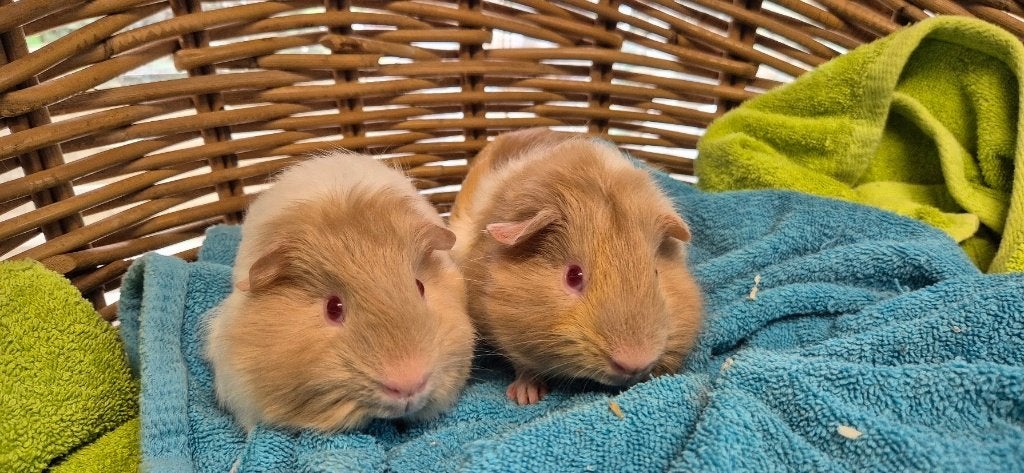 Cavia Koppel TIMMY & TOMMY uit de opvang zoeken een tehuis, Juli, Meerdere dieren, Cavia