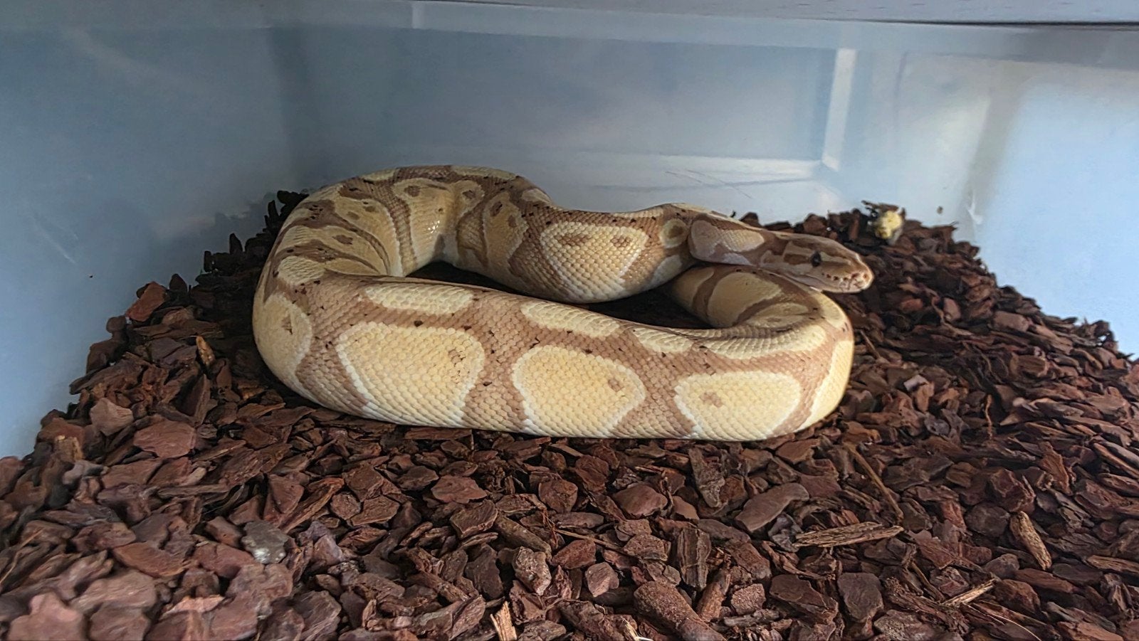 Koningspython Banana Pastel man Ball Python - male for sale from E. Heuperman