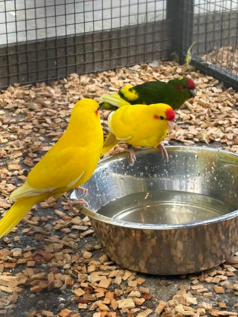 Kakariki geringd prijs in overleg, Dieren en Toebehoren, Meerdere dieren, Parkiet, Geringd