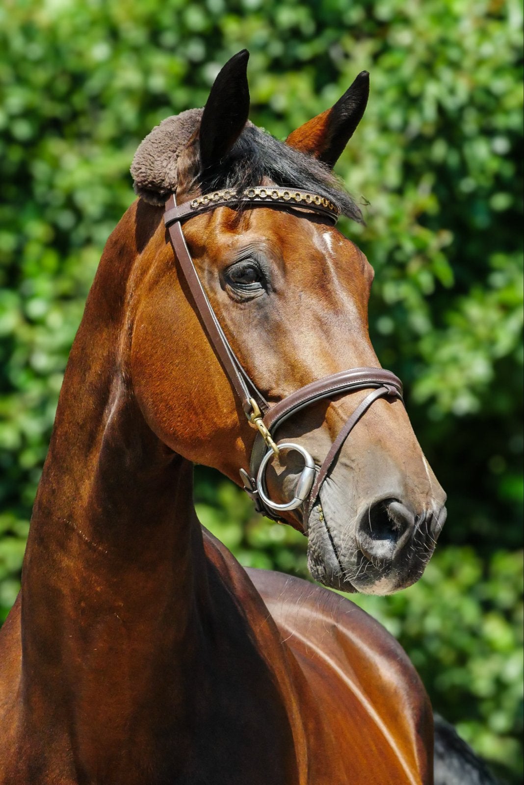 pensionstal groesbeek gezocht, Dieren en Toebehoren, Stalling, 1 paard of pony