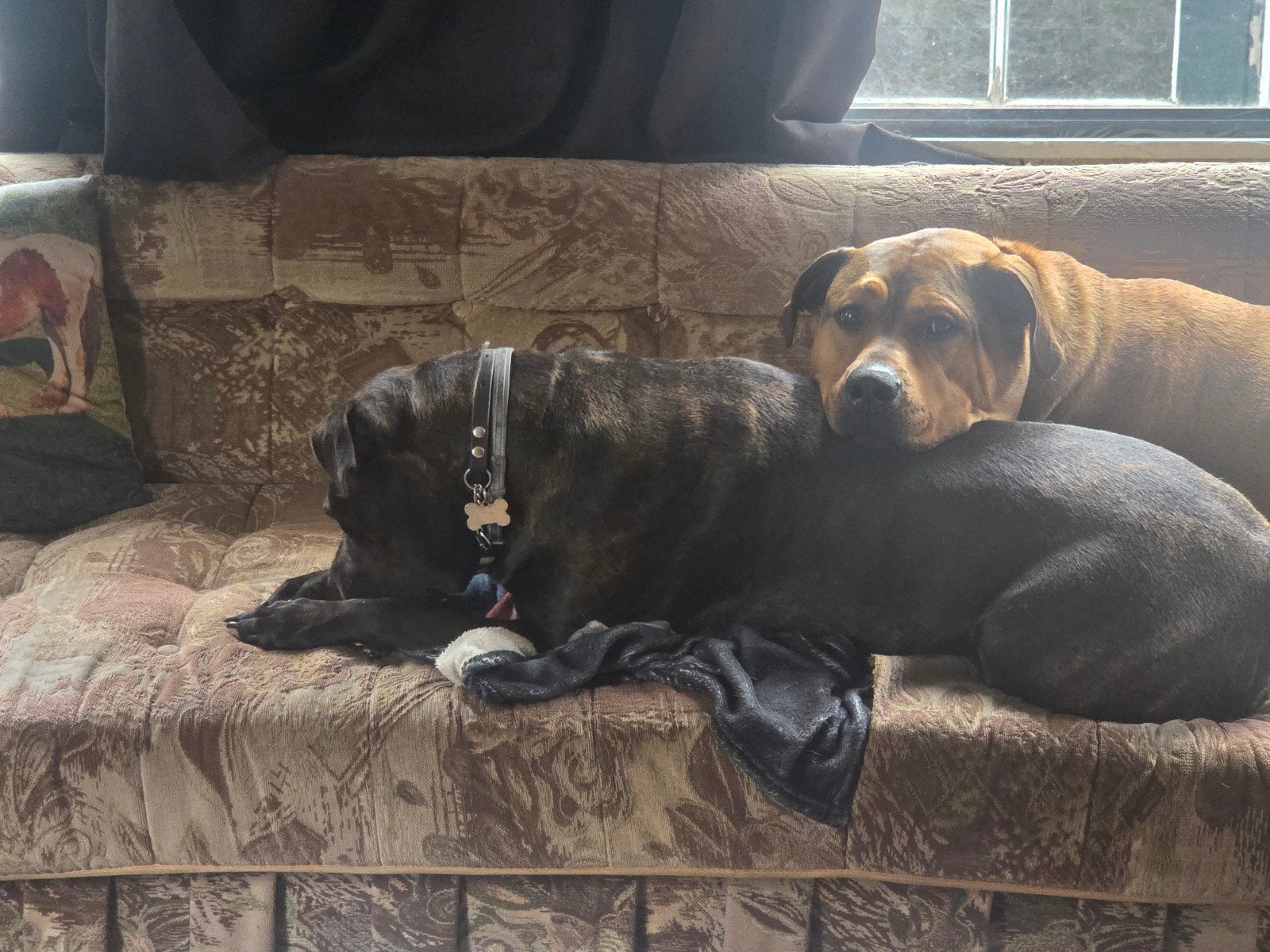Stafford Rottweiler pitbull kruisingen, Dieren en Toebehoren, Parvo, Groot, Meerdere, Meerdere dieren